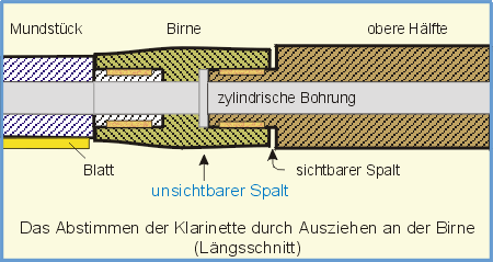 Birne-Querschnittzeichnung